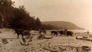 Historical, Cows on the Beach in Leland, MI
